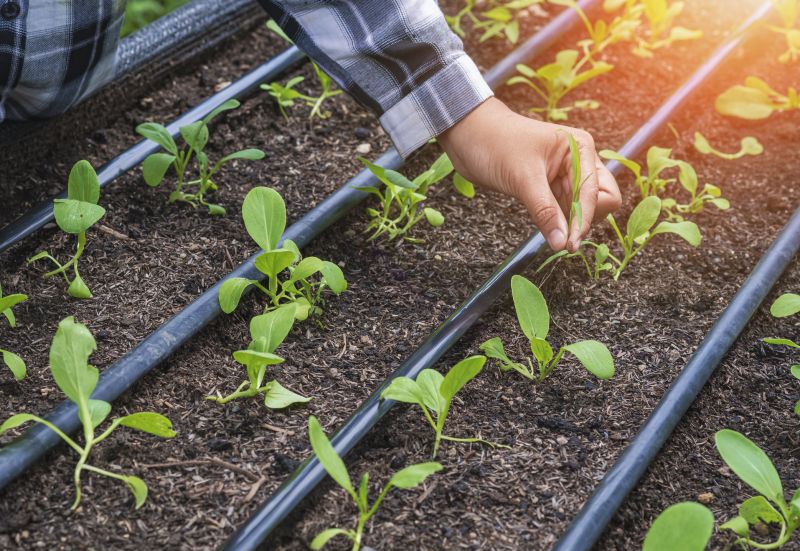 Garden Irrigation Installation in Honolulu, HI
